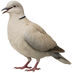 Eurasian Collared Dove